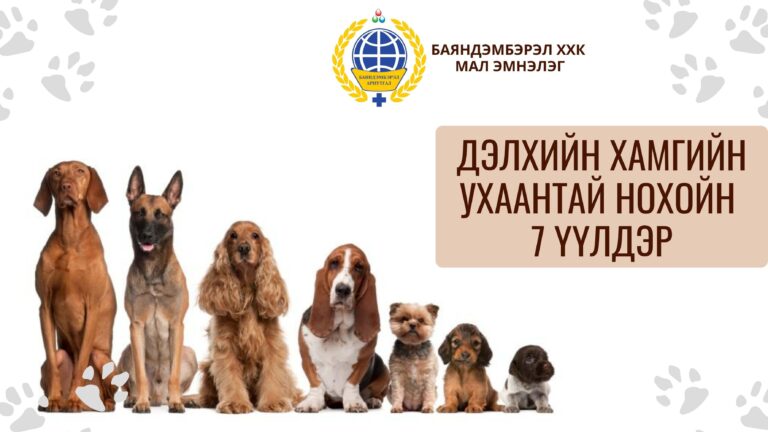 Дэлхийн хамгийн ухаантай нохойн 7 үүлдэр