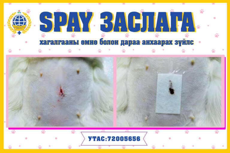 SPAY заслага хагалгааны өмнө болон дараа анхаарах зүйлс