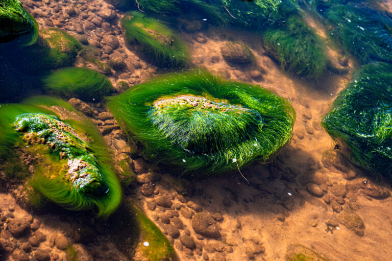 algae