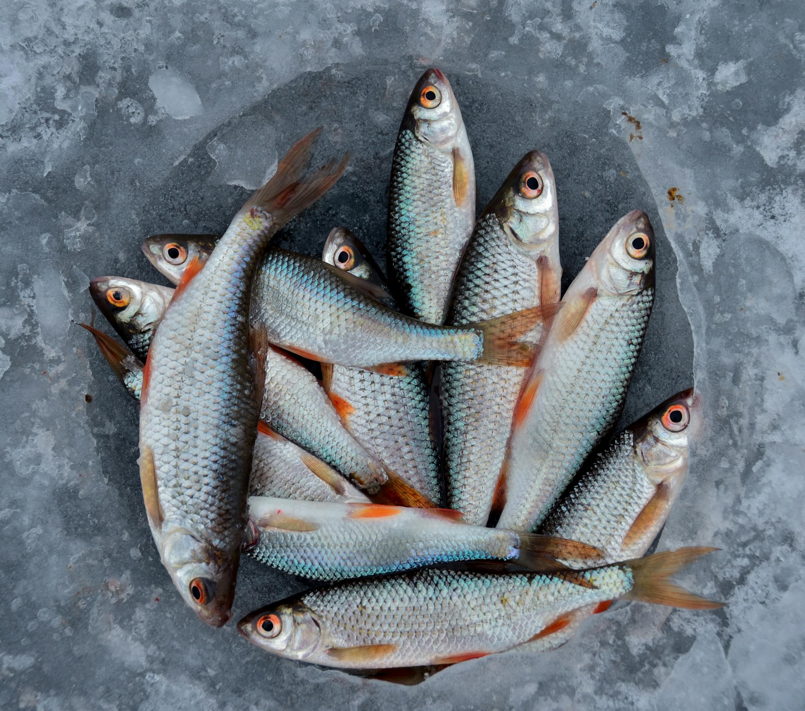 A collection of fresh fish arranged on a frozen surface, ideal for seafood themes.