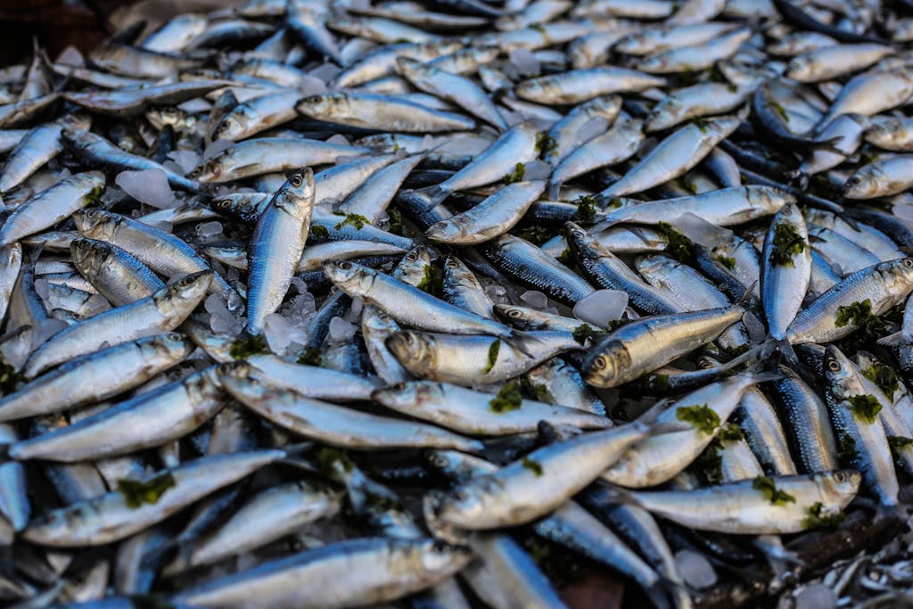 A vibrant display of fresh sardines on ice at a market in Alexandria, Egypt.