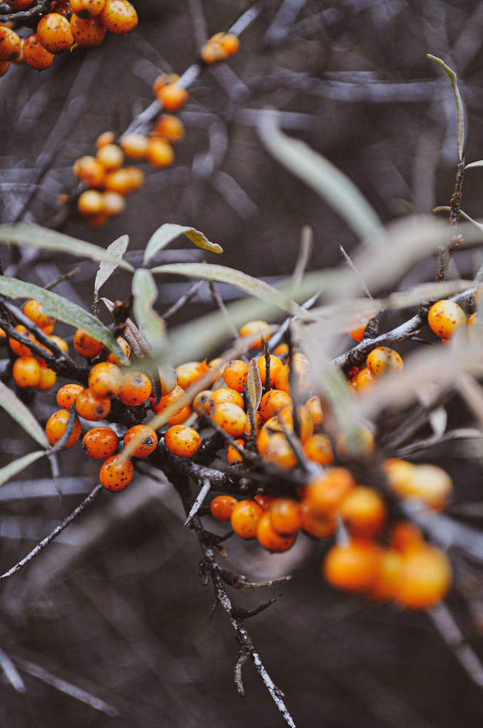 Macro shot of colorful sea buckthorn berries on branches with blurred background.